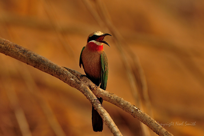 Nikon D300S + Sigma 120-300mm F2.8 EX DG HSM sample photo. Zambezi 2010 20101015_164220.jpg photography