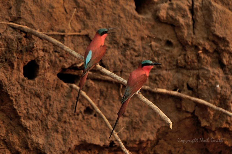 Nikon D300S + Sigma 120-300mm F2.8 EX DG HSM sample photo. Zambezi 2010 20101015_165655.jpg photography