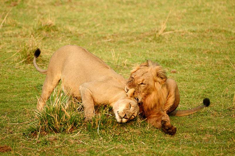 Sigma 120-300mm F2.8 EX DG HSM sample photo. Zambezi 2010 20101016_070334.jpg photography