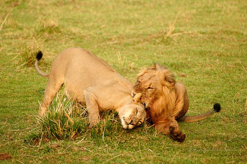 Nikon D300S + Sigma 120-300mm F2.8 EX DG HSM sample photo. Zambezi 2010 20101016_070334.jpg photography