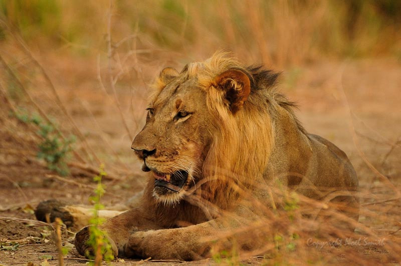 Sigma 120-300mm F2.8 EX DG HSM sample photo. Zambezi 2010 20101016_070907.jpg photography