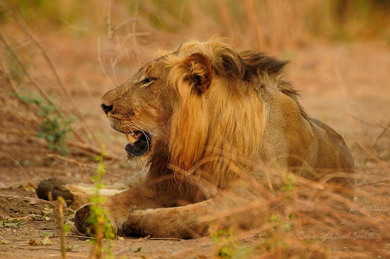 Sigma 120-300mm F2.8 EX DG HSM sample photo. Zambezi 2010 20101016_071006.jpg photography