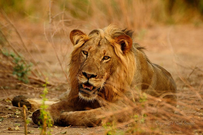 Sigma 120-300mm F2.8 EX DG HSM sample photo. Zambezi 2010 20101016_071045.jpg photography