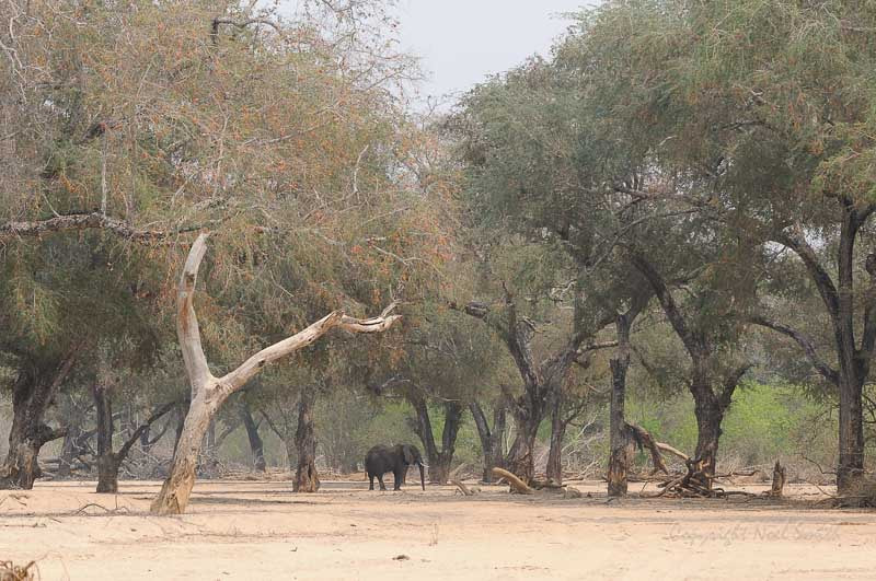 Sigma 120-300mm F2.8 EX DG HSM sample photo. Zambezi 2010 20101016_101524.jpg photography