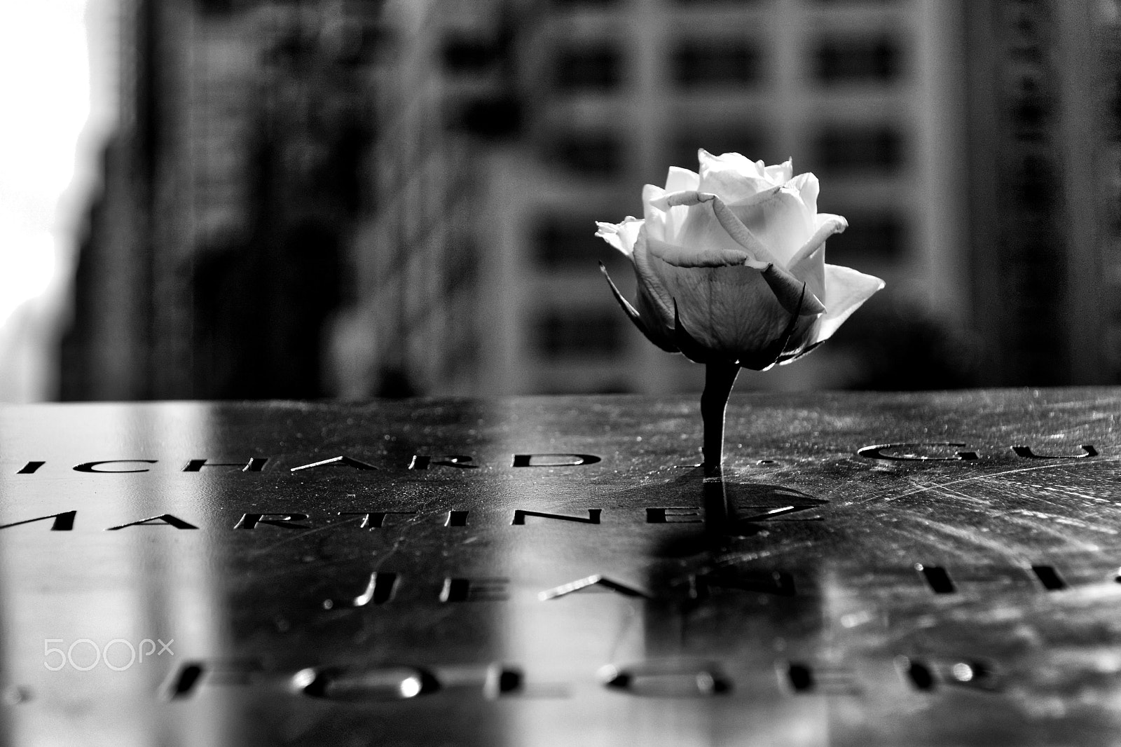 Sony DT 16-105mm F3.5-5.6 sample photo. Lone rose photography