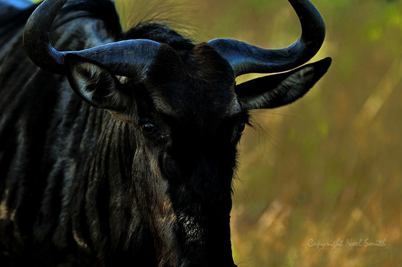 Sigma 120-300mm F2.8 EX DG HSM sample photo. Umfolozi huhluwe 20110319_072418_01.jpg photography