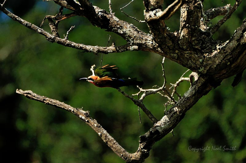 Sigma 120-300mm F2.8 EX DG HSM sample photo. Umfolozi huhluwe 20110319_094618.jpg photography