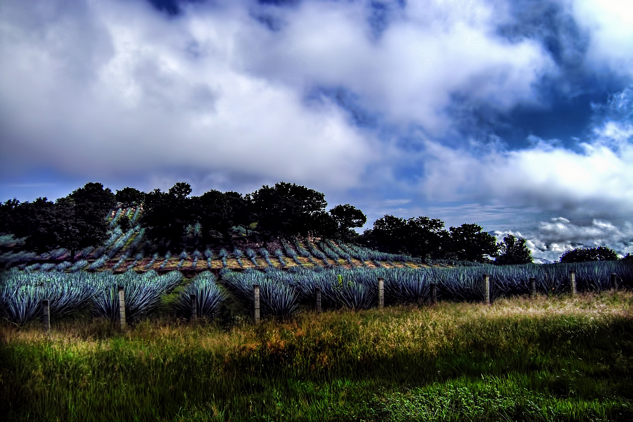 Sony DSC-S700 sample photo. Field of algarve tequila mexico photography