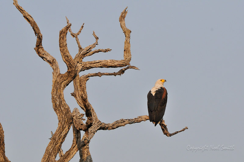 Nikon D300S + Sigma 120-300mm F2.8 EX DG HSM sample photo. Botswana 2011_20110913_071518.jpg photography