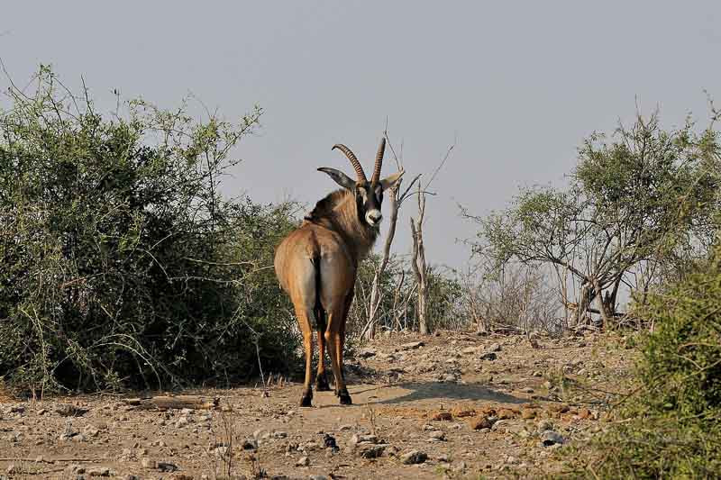 Sigma 120-300mm F2.8 EX DG HSM sample photo. Botswana 2011_20110913_090202_01.jpg photography
