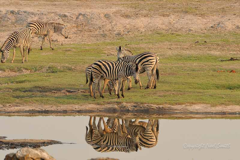 Nikon D300S + Sigma 120-300mm F2.8 EX DG HSM sample photo. Botswana 2011_20110914_075900.jpg photography