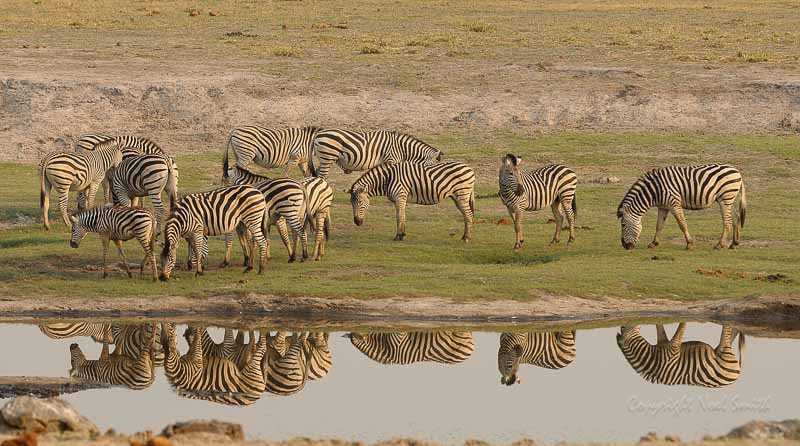 Sigma 120-300mm F2.8 EX DG HSM sample photo. Botswana 2011_20110914_080000.jpg photography