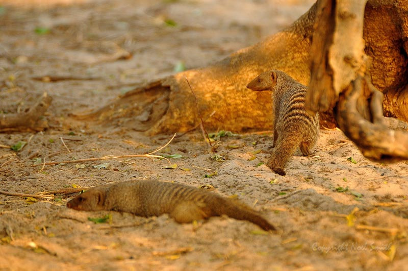 Sigma 120-300mm F2.8 EX DG HSM sample photo. Botswana 2011_20110914_160632.jpg photography