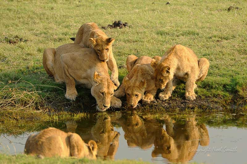 Sigma 120-300mm F2.8 EX DG HSM sample photo. Botswana 2011_20110915_081138.jpg photography