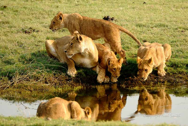Sigma 120-300mm F2.8 EX DG HSM sample photo. Botswana 2011_20110915_081144.jpg photography