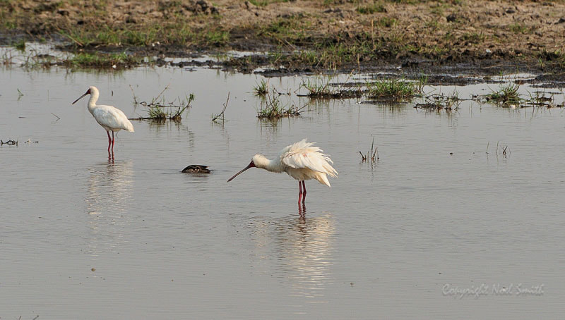 Sigma 120-300mm F2.8 EX DG HSM sample photo. Botswana 2011_20110915_084232.jpg photography