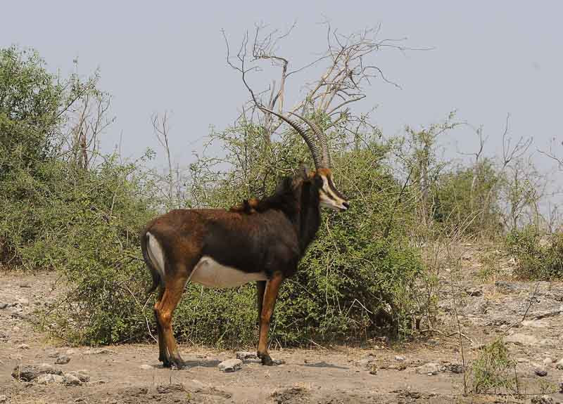 Sigma 120-300mm F2.8 EX DG HSM sample photo. Botswana 2011_20110915_122840.jpg photography