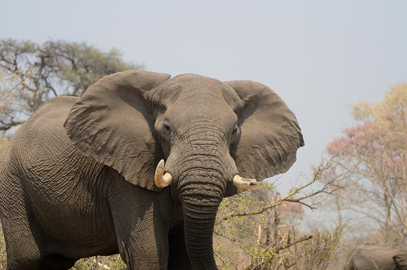 Sigma 120-300mm F2.8 EX DG HSM sample photo. Botswana 2011_20110917_112504.jpg photography