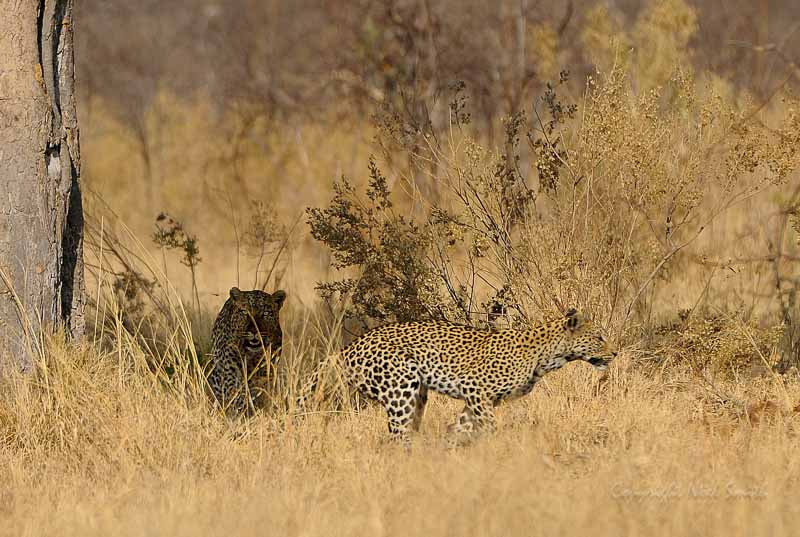 Sigma 120-300mm F2.8 EX DG HSM sample photo. Botswana 2011_20110919_082832.jpg photography