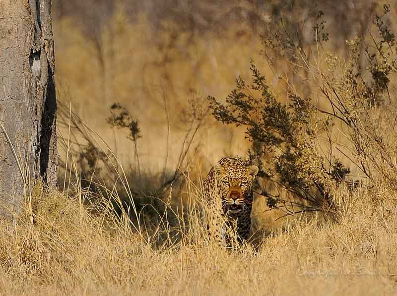 Sigma 120-300mm F2.8 EX DG HSM sample photo. Botswana 2011_20110919_082834.jpg photography