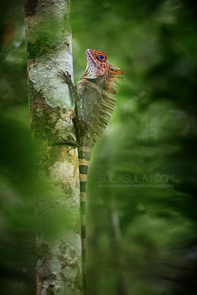 Canon EOS 6D + Canon EF 300mm F2.8L IS USM sample photo. Blue-eyed angle-headed lizard | borneo photography