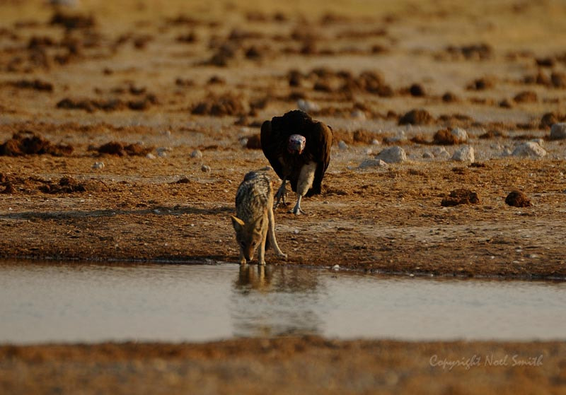 Sigma 120-300mm F2.8 EX DG HSM sample photo. Botswana 2011_20110921_165040.jpg photography