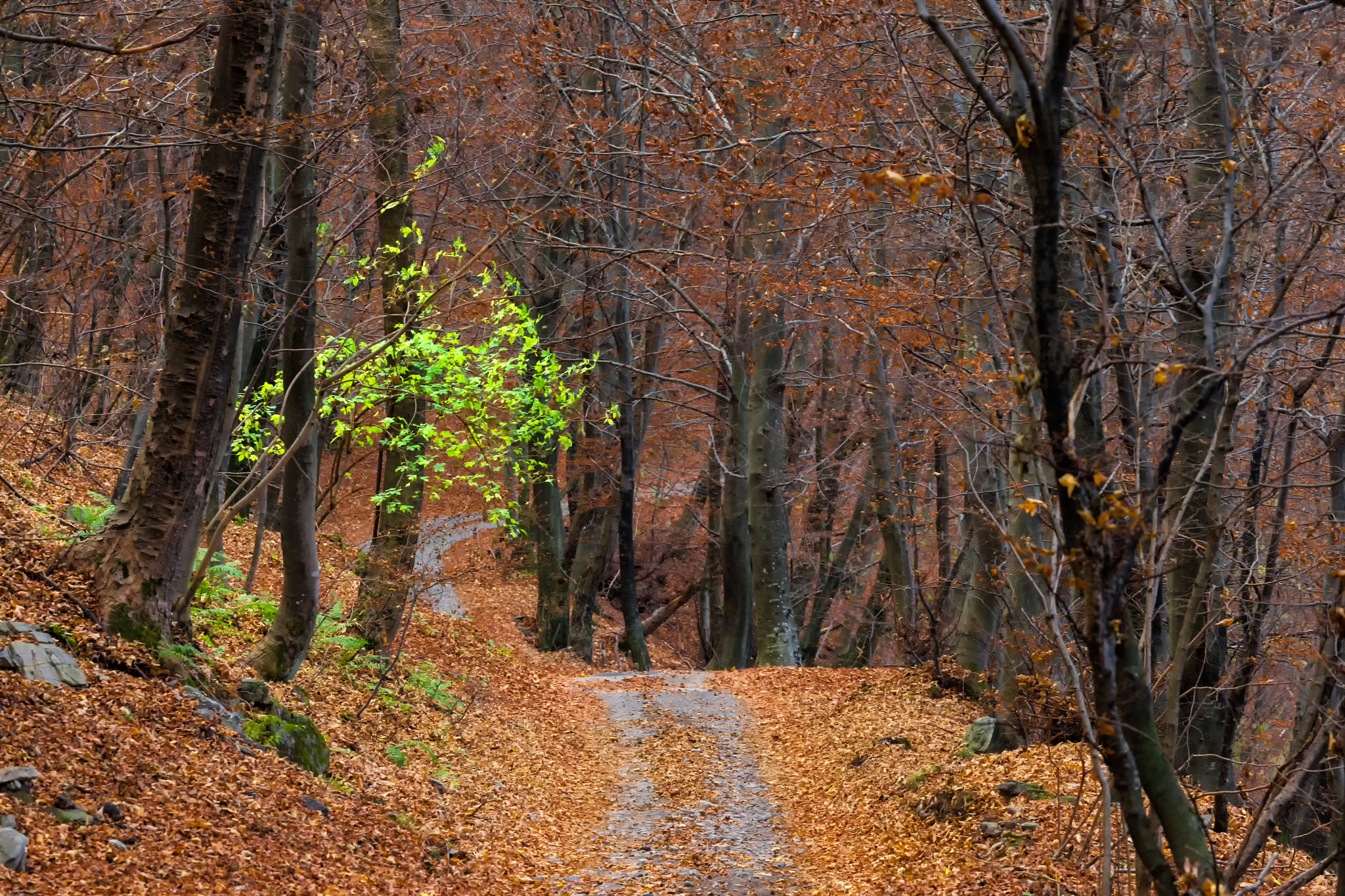 Canon EF 70-300mm F4-5.6L IS USM sample photo. Incompleto autunno photography