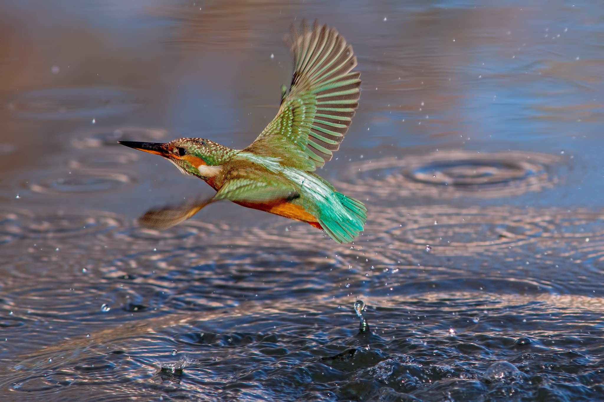 Canon EF 300mm F4L IS USM sample photo. Kingfisher  photography