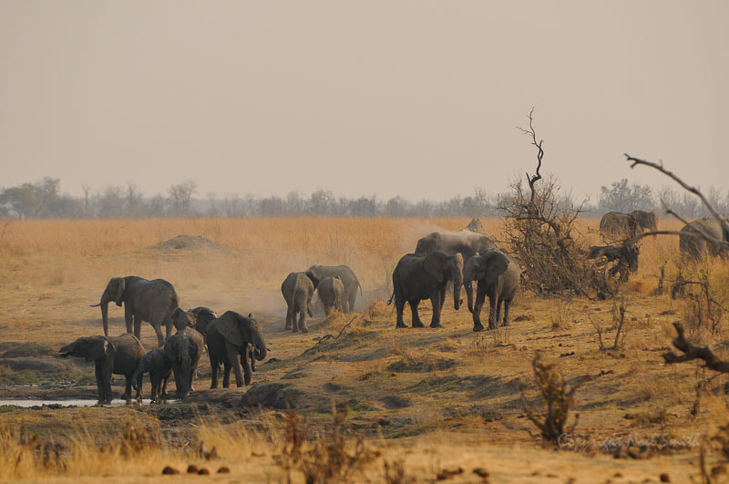 Sigma 120-300mm F2.8 EX DG HSM sample photo. Hwange zimbabwe _20130830_160708.jpg photography