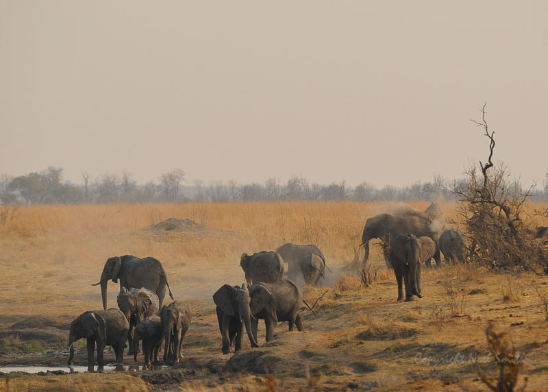 Sigma 120-300mm F2.8 EX DG HSM sample photo. Hwange zimbabwe _20130830_160717.jpg photography