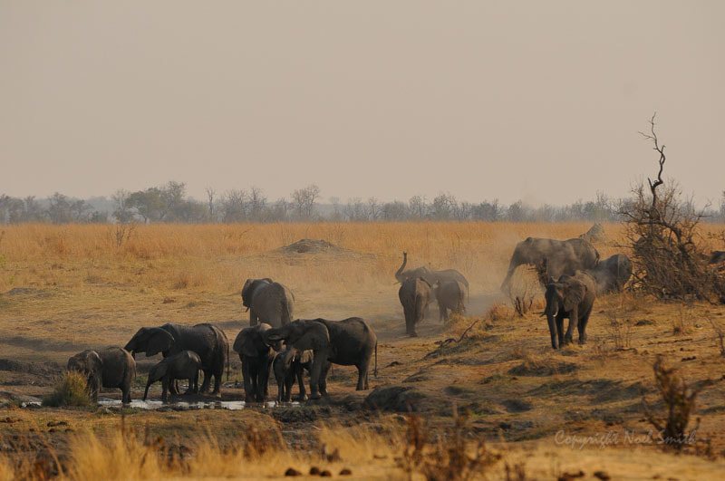 Sigma 120-300mm F2.8 EX DG HSM sample photo. Hwange zimbabwe _20130830_160731.jpg photography