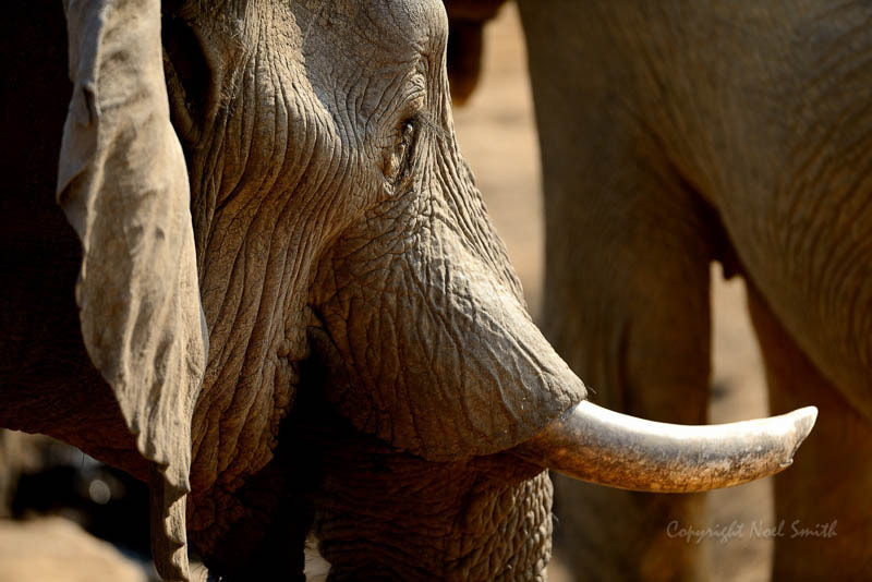 Nikon AF-S Nikkor 500mm F4D ED-IF II sample photo. Hwange zimbabwe _20130831_154855.jpg photography