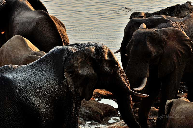 Sigma 120-300mm F2.8 EX DG HSM sample photo. Hwange zimbabwe _20130831_172622.jpg photography
