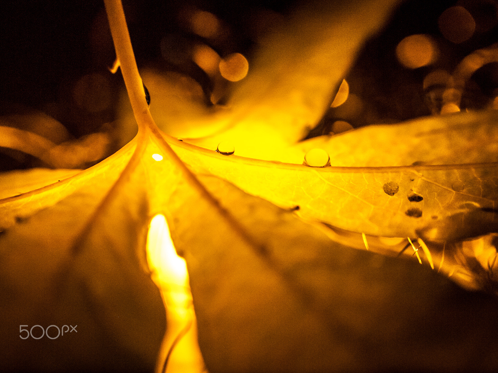 Olympus Zuiko Digital ED 40-150mm F4.0-5.6 sample photo. Goldenes blatt photography