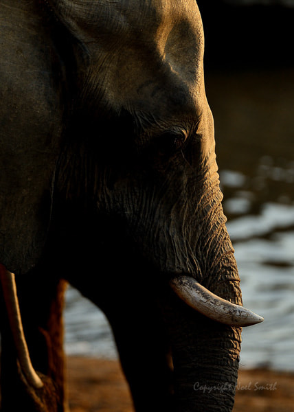 Nikon AF-S Nikkor 500mm F4D ED-IF II sample photo. Hwange zimbabwe _20130831_172754.jpg photography