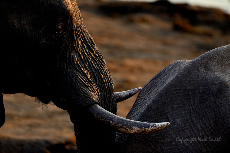 Nikon AF-S Nikkor 500mm F4D ED-IF II sample photo. Hwange zimbabwe _20130831_174028.jpg photography