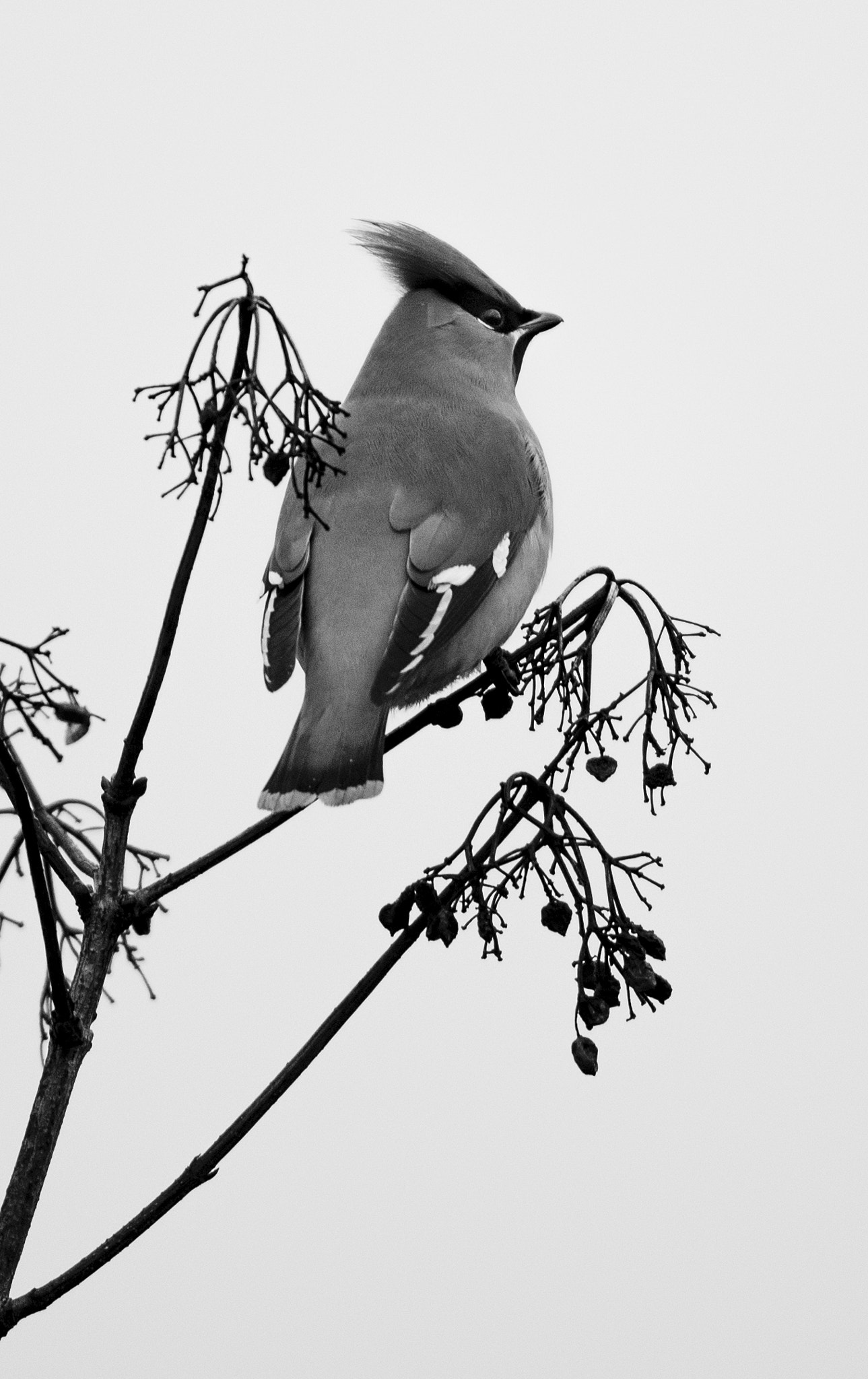 Nikon D610 + Nikon AF-S Nikkor 500mm F4G ED VR sample photo. Waxwing photography