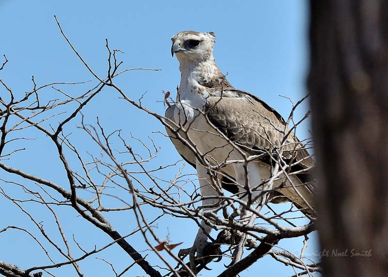 Nikon AF-S Nikkor 500mm F4D ED-IF II sample photo. Hwange zimbabwe _20130901_133646.jpg photography