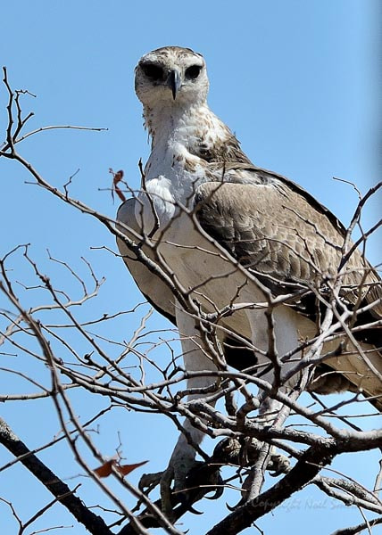 Nikon AF-S Nikkor 500mm F4D ED-IF II sample photo. Hwange zimbabwe _20130901_133709.jpg photography