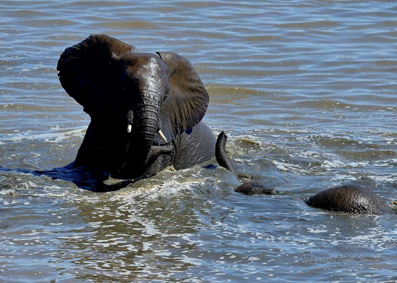 Nikon AF-S Nikkor 500mm F4D ED-IF II sample photo. Hwange zimbabwe _20130901_135913.jpg photography