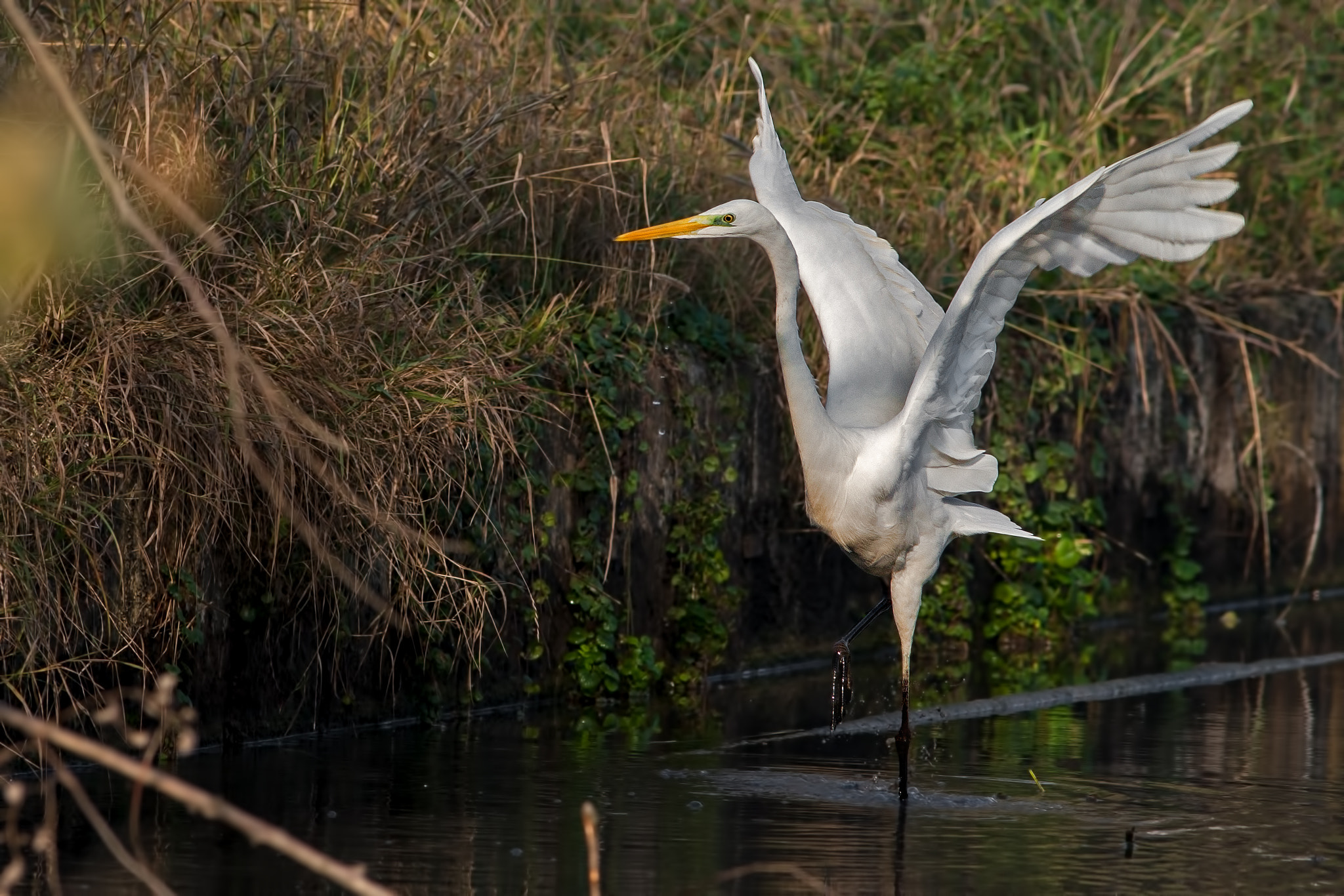 Canon EF 300mm F4L IS USM sample photo. Airone bianco maggiore photography