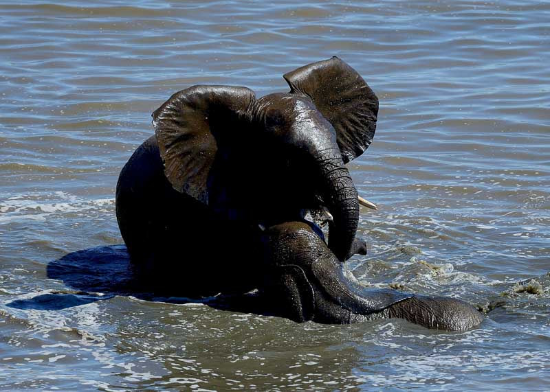 Nikon AF-S Nikkor 500mm F4D ED-IF II sample photo. Hwange zimbabwe _20130901_135917.jpg photography