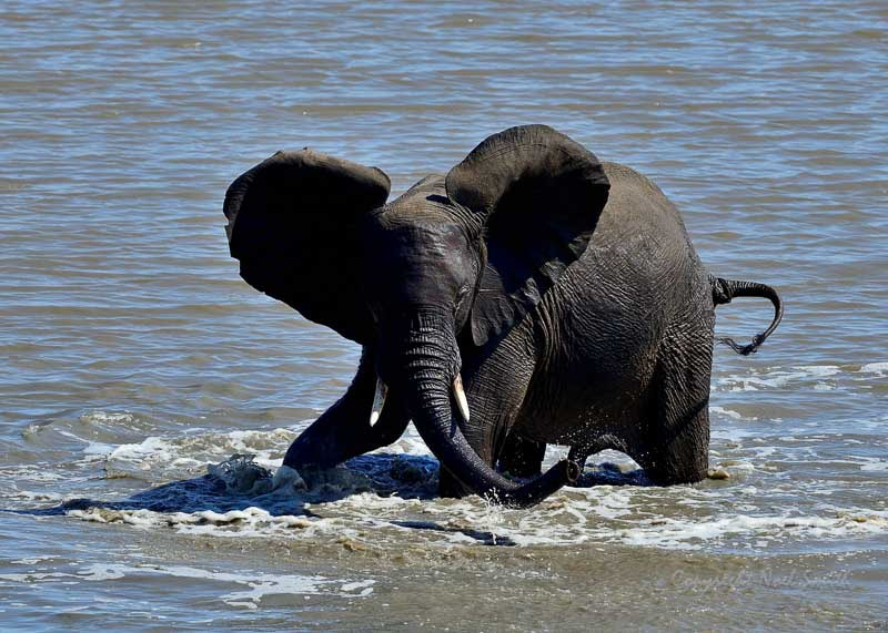 Nikon AF-S Nikkor 500mm F4D ED-IF II sample photo. Hwange zimbabwe _20130901_142417.jpg photography