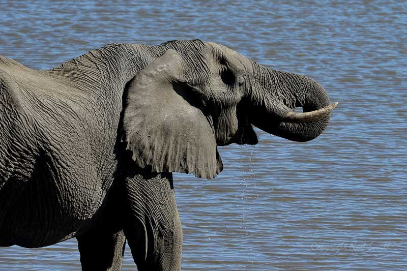 Nikon AF-S Nikkor 500mm F4D ED-IF II sample photo. Hwange zimbabwe _20130901_145855.jpg photography