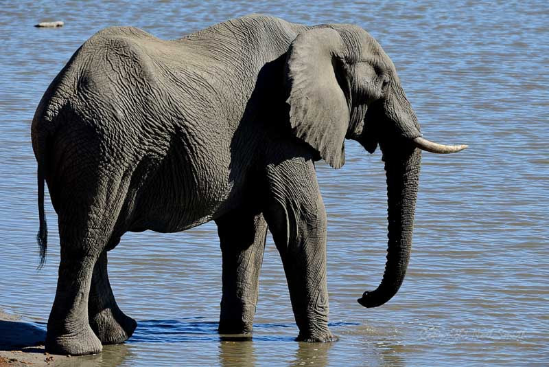 Nikon AF-S Nikkor 500mm F4D ED-IF II sample photo. Hwange zimbabwe _20130901_145931.jpg photography