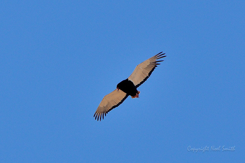 Sigma 120-300mm F2.8 EX DG HSM sample photo. Hwange zimbabwe _20130901_150612.jpg photography