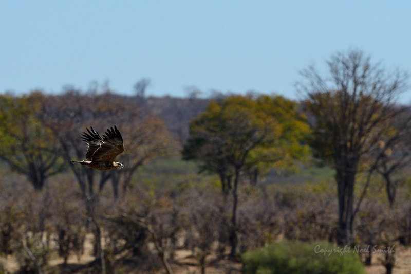 Nikon AF-S Nikkor 500mm F4D ED-IF II sample photo. Hwange zimbabwe _20130901_152150.jpg photography