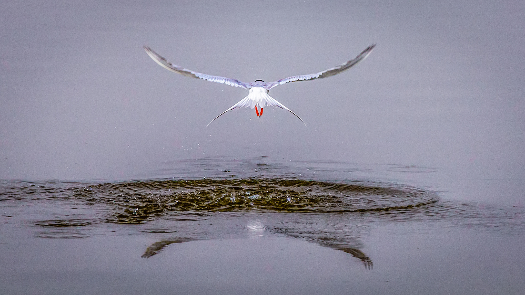 Canon EOS-1D Mark III sample photo. Wings photography