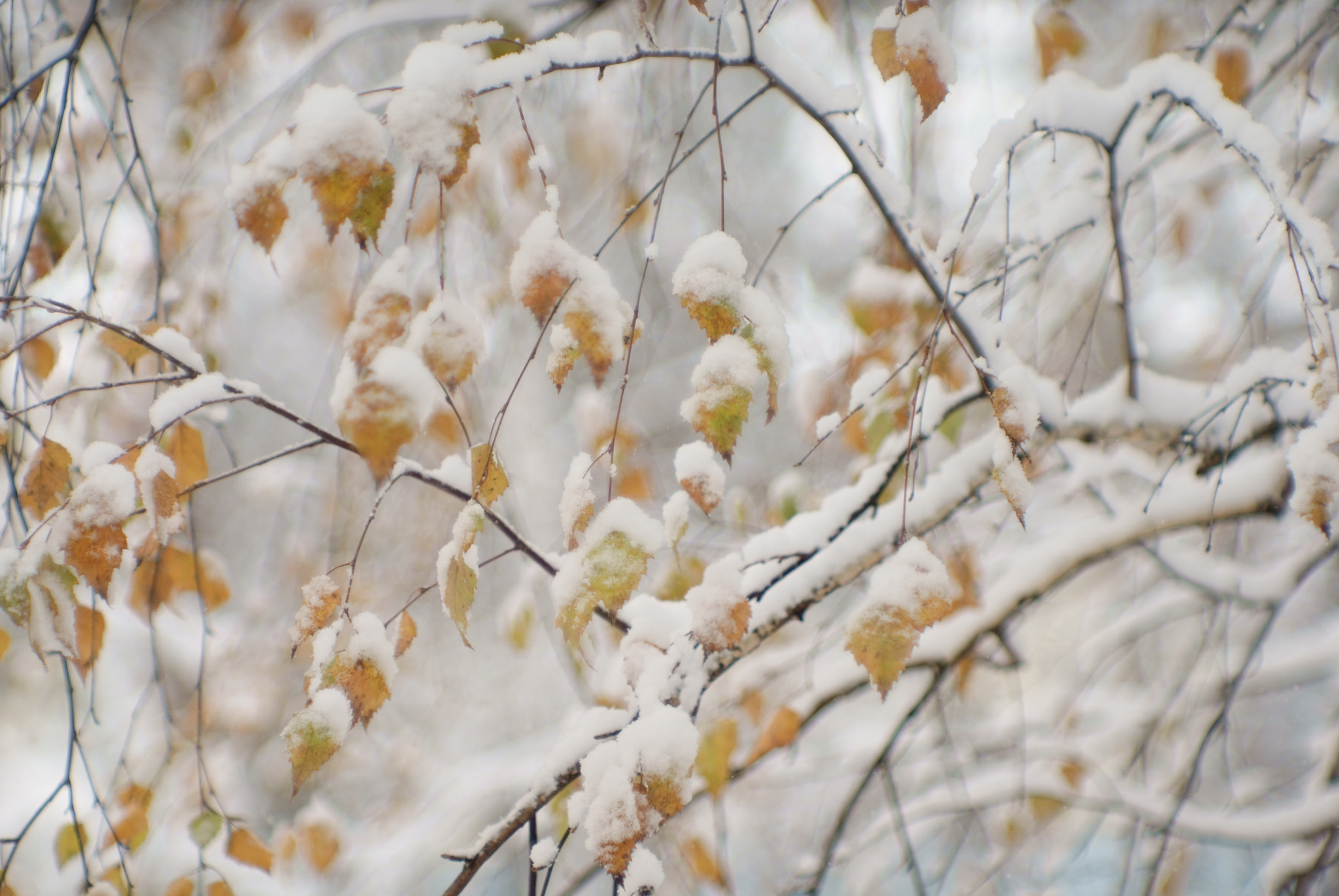 Sony Alpha DSLR-A300 + Minolta AF 50mm F1.7 sample photo. Winternal-autumn photography