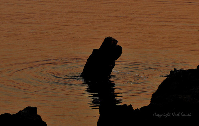 Sigma 120-300mm F2.8 EX DG HSM sample photo. Hwange zimbabwe _20130902_175050.jpg photography